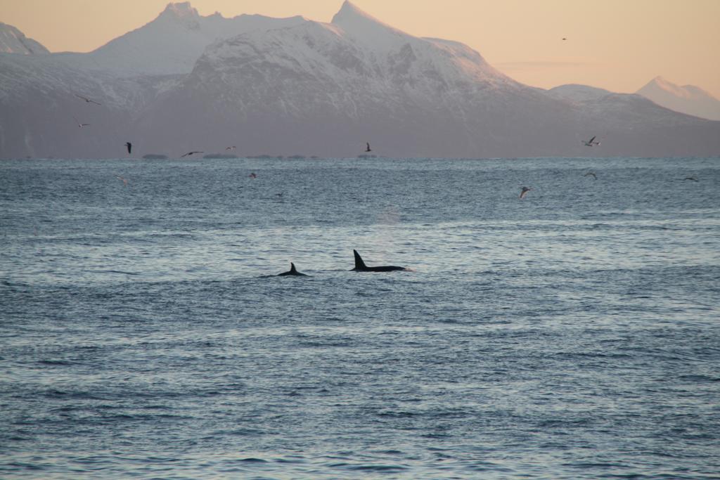 Sentralen * Andenes
